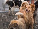 В Казани собаки растерзали женщину, когда она звонила в службу спасения