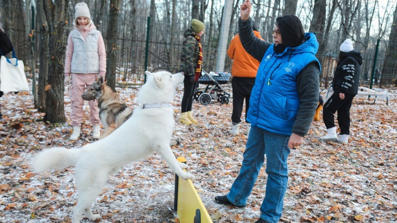 Главная картинка новости: Чебоксарцы предложили новые места площадок для выгула собак