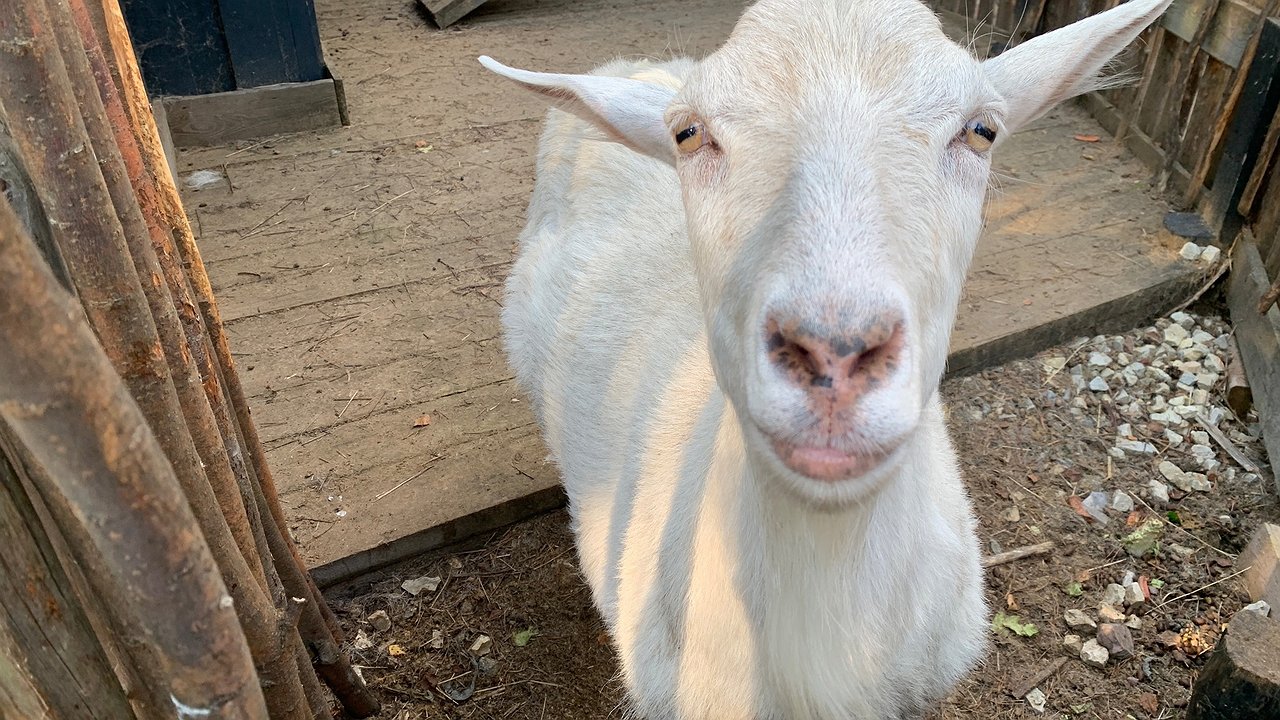 Главная картинка новости: Чебоксарка едва не лишилась всех своих денег, выставив на продажу козу