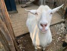 Чебоксарка едва не лишилась всех своих денег, выставив на продажу козу
