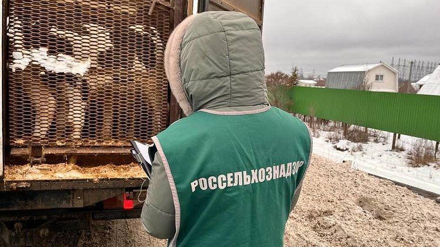 Главная картинка новости: На посту ГАИ у Чебоксарской ГЭС остановили машину с коровами без документов