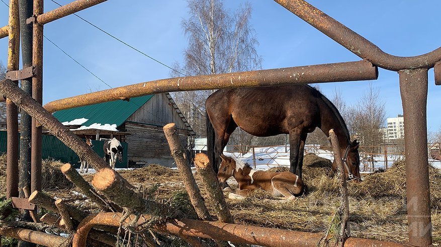 В Чувашии с господдержкой развивают новое коневодческое хозяйство