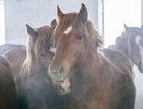 В Батыревском округе по семейному гранту построили конеферму