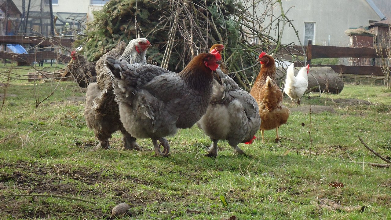 Главная картинка новости: Подсыпаем в зерно — и куры несутся даже в лютые морозы и холода: простая подкормка для зимней яйценоскости несушек