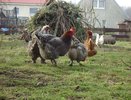 Подсыпаем в зерно — и куры несутся даже в лютые морозы и холода: простая подкормка для зимней яйценоскости несушек