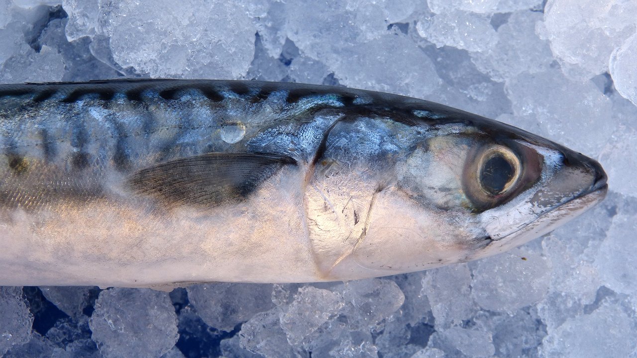 Главная картинка новости: Как сорвать джекпот на февральской рыбалке: форель сама бросится на крючок, но есть нюансы