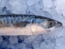 Как сорвать джекпот на февральской рыбалке: форель сама бросится на крючок, но есть нюансы
