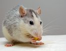 Средство от мышей: несколько минут на приготовление одной приманки и ни одного вредителя не останется дома