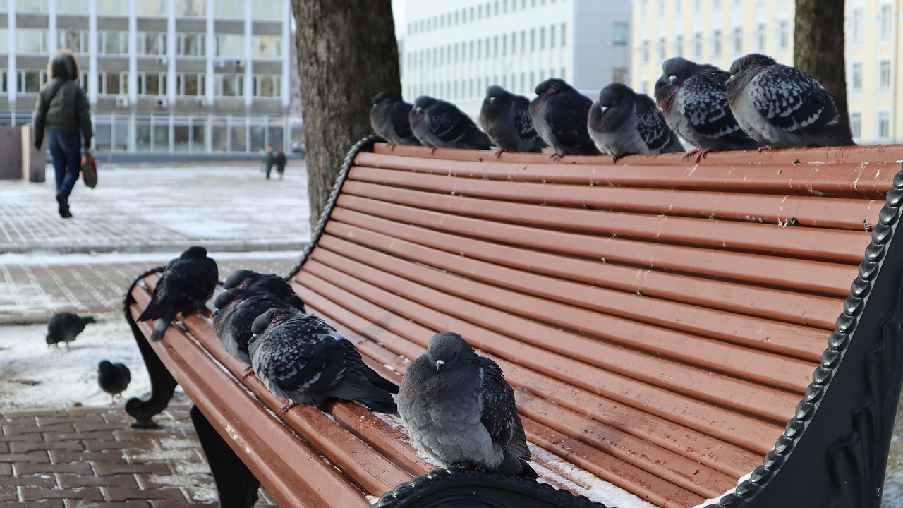 Главная картинка новости: Мороз, но с ярким солнцем: температурный прогноз для Чувашской области