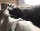 С 1 марта домашние животные – роскошь: вводится новый  налог