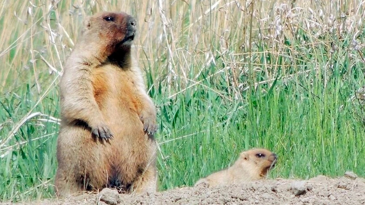 Главная картинка новости: В Чувашии вышли из спячки первые сурки