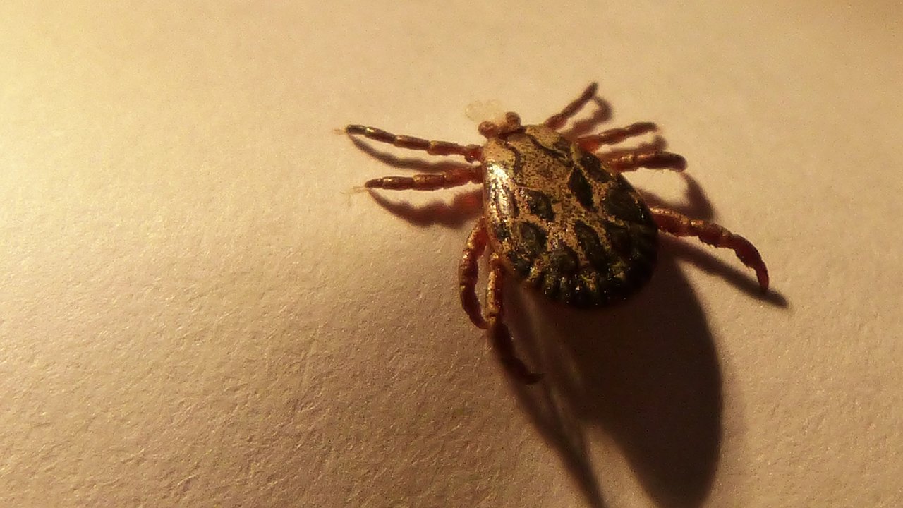 Главная картинка новости: Клещи гибнут моментально: копеечное средство защищает лучше всех магазинных аэрозолей