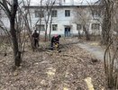 В Чебоксарах службы устраняют опасные зелёные насаждения