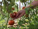 В Чебоксарах строят агромаркет для фермерской продукции