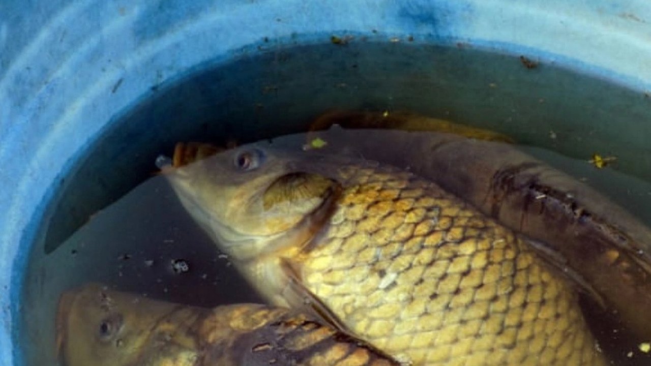 Главная картинка новости: Рыбный переполох на чувашской трассе: пресечена перевозка карпа