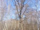 250-летний зелёный исполин представляет Чувашию в престижном конкурсе