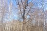 Миниатюра новости: 250-летний зелёный исполин представляет Чувашию в престижном конкурсе