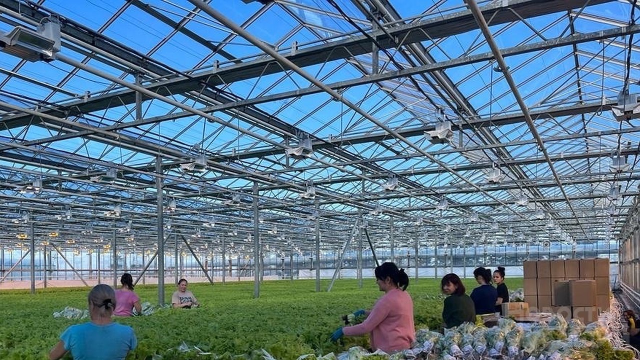 Главная картинка новости: Чувашия направит более 380 млн рублей на развитие хмелеводства