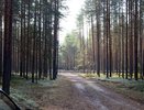 Чувашия усиливает контроль за пожарной безопасностью в лесах