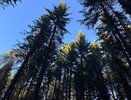 В Чувашии восстановлено 200 гектаров леса