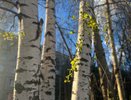 Чувашия готовится к комфортному дню: переменная облачность и летнее тепло