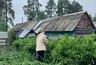 Миниатюра новости: Сорняки погибнут все разом: добавьте стакан на ведро и полейте вечером - огород преобразится до неузнаваемости