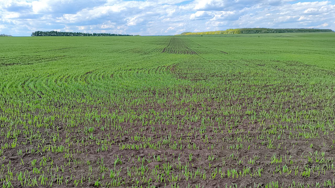 Главная картинка новости: Олег Николаев контролирует ход весенних посевов в Чувашии