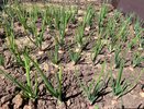 После 22 мая всегда закапываю тряпку на огороде — странный, но действенный метод от французских фермеров