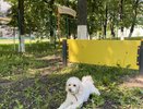 В Чебоксарах появились новые зоны для прогулок с собаками