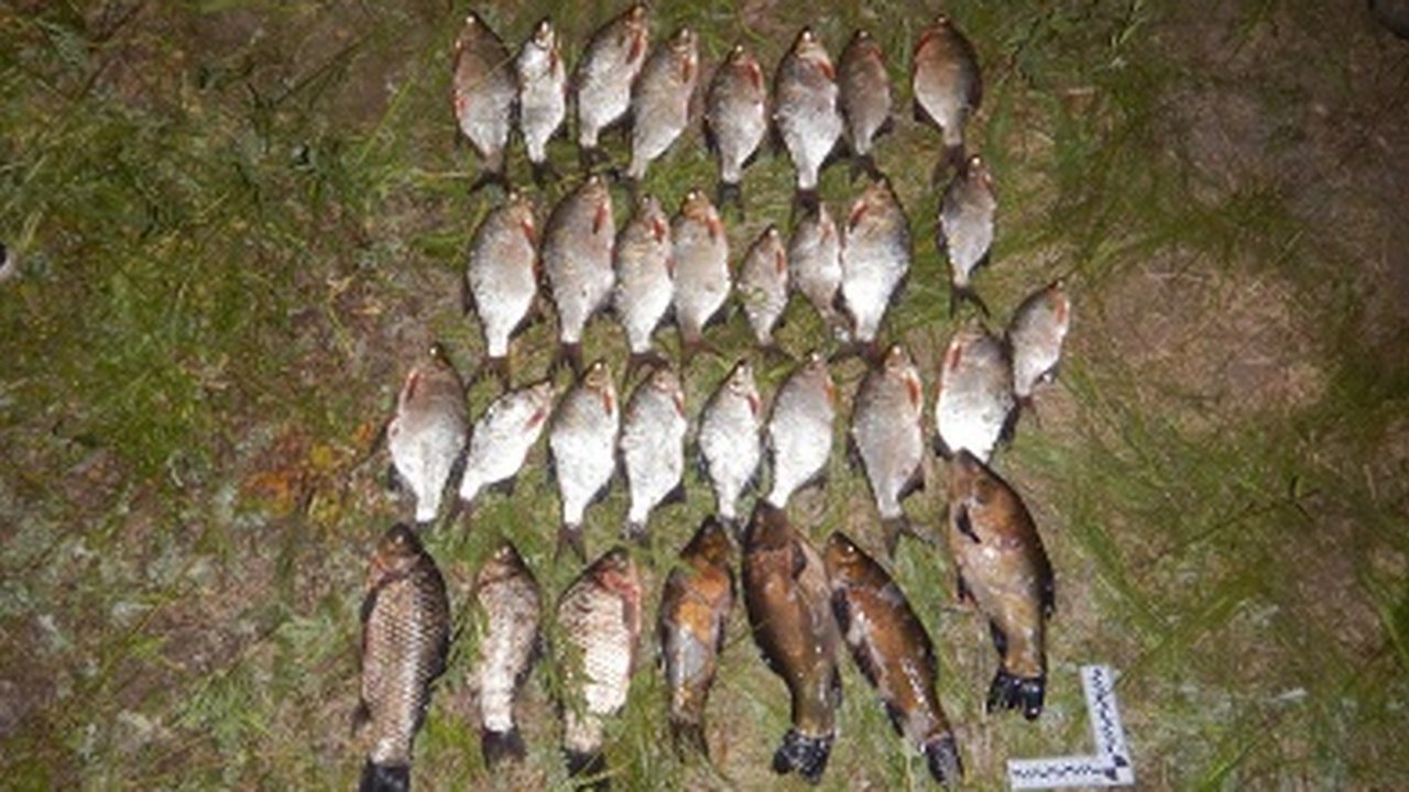 Главная картинка новости: В Чувашии росгвардейцы и полиция пресекли незаконный вылов рыбы на Суре