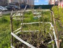 Чувашия: белорусские саженцы прошли проверку на безопасность