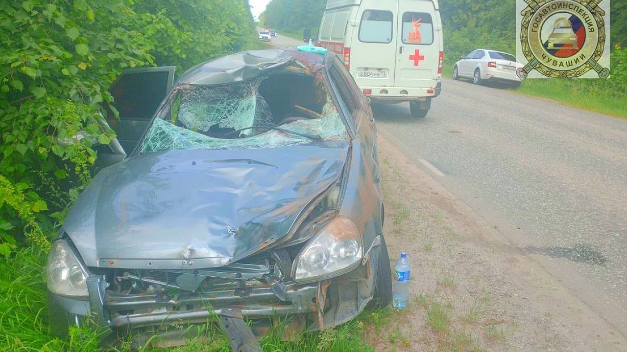 Главная картинка новости: В Чувашии автомобиль сбил лося