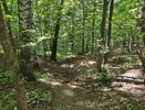 В Чувашии повреждены 17 лиственниц — ущерб оценивается в 750 тысяч рублей