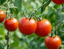 Чтобы урожай томатов пришлось таскать тачками - через 2 недели после высадки добавляем 2 ст. ложки на 10 л воды