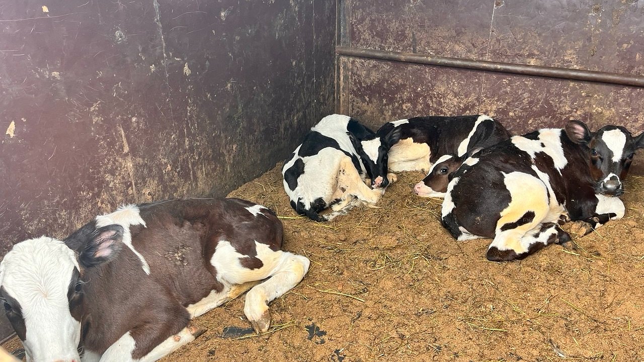 Главная картинка новости: В Чувашии остановили перевозку телят без ветеринарных документов