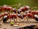 Если бы я раньше узнала, что от муравьев и тли поможет избавиться обычный йод, сэкономила бы кучу сил, денег и времени