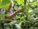 "Кормлю" огурцы содой, и уже целых 2 года собираю по 13 кг плодов с каждого куста