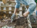Сыпьте в июле на грядки – урожай утроится без лишних затрат: простая альтернатива навозу, которая работает даже на бедных почвах