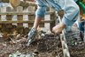 Миниатюра новости: Сыпьте в июле на грядки – урожай утроится без лишних затрат: простая альтернатива навозу, которая работает даже на бедных почвах