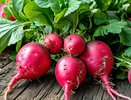 5 ложек на ведро — редис попрет словно на дрожжах: вырастет крупным и сочным — мощная подкормка после 5 июля