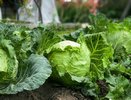 Подкармливаю капусту этим дрожжевым коктейлем в июле: теперь каждый вилок выглядит как с выставки