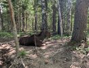 В Чувашии растёт число ДТП с участием диких зверей