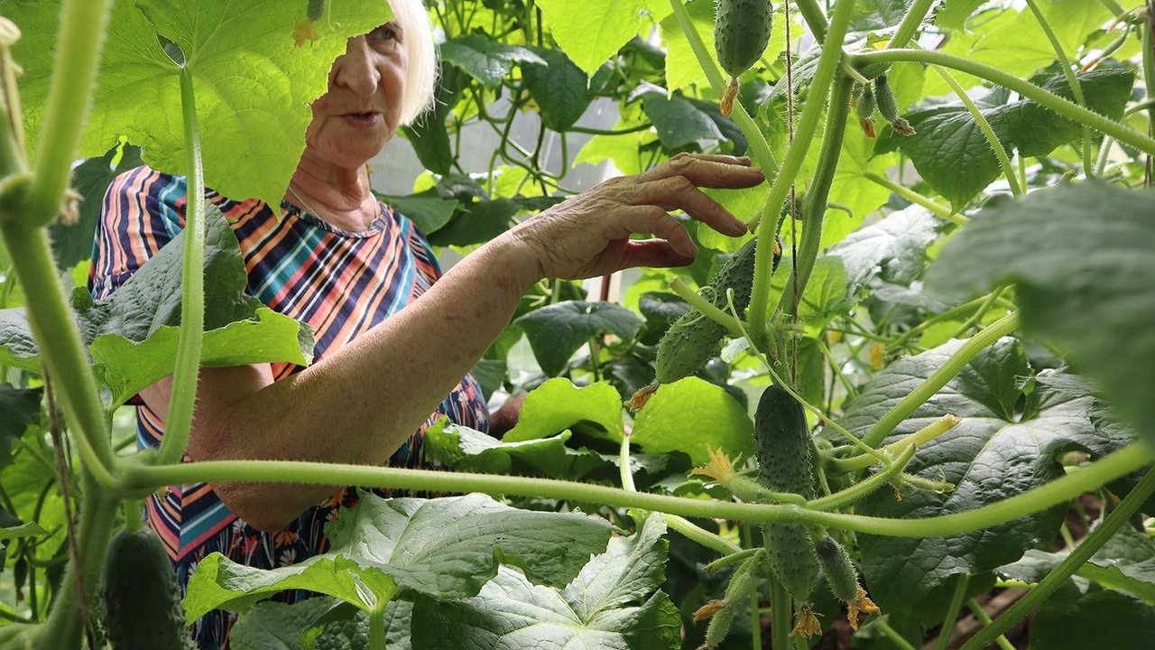 Главная картинка новости: Смешиваю йод с молоком и "кормлю" огурцы в июле: ни единого пожелтевшего листочка — плодоносят как сумасшедшие