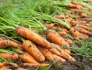 Раскидайте на грядки с морковью такой порошок в июле - удивитесь какой крупной и ровной она вырастает
