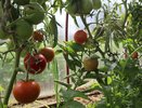 Всего 1 г на 10 л и опрыскала помидоры во время цветения: ломятся от урожая даже в плохое лето