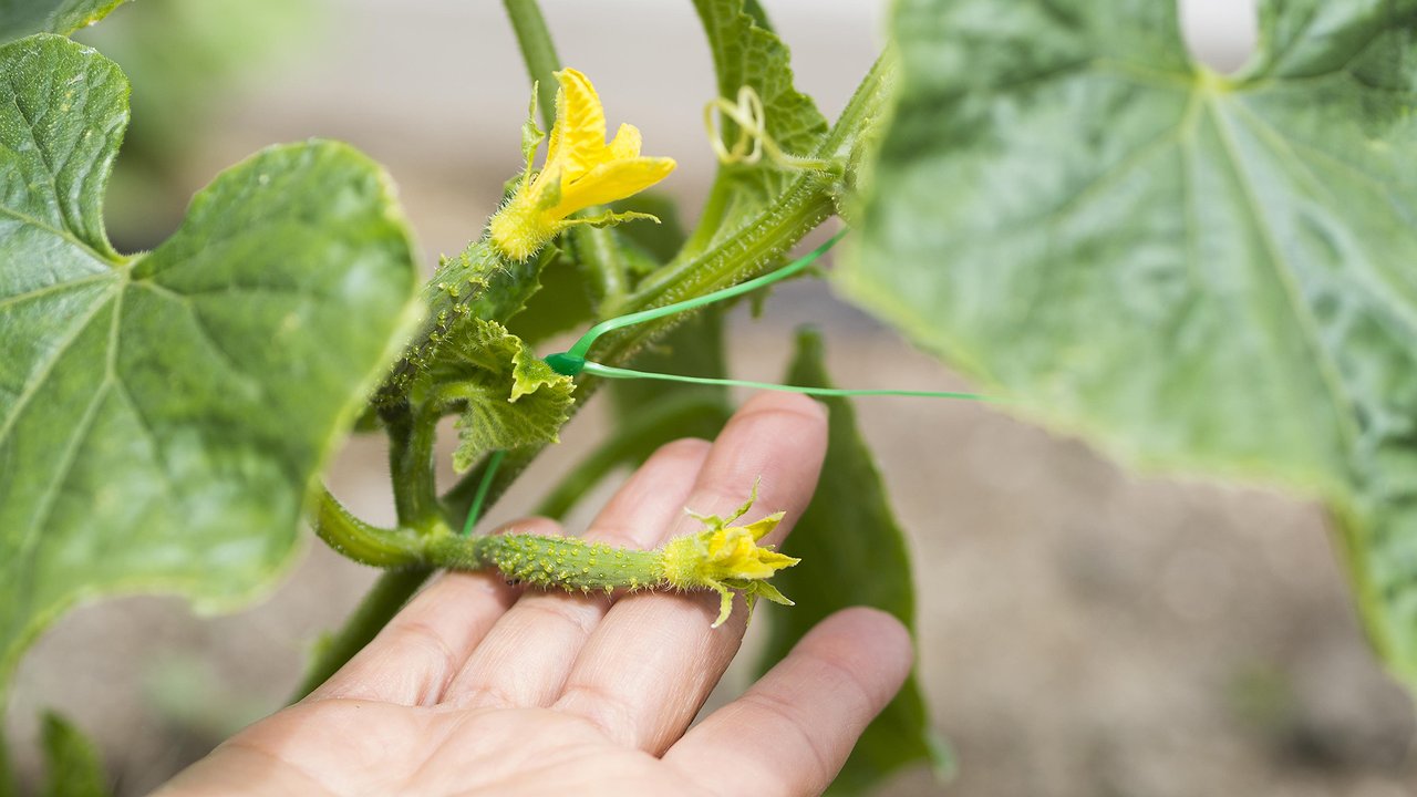 Главная картинка новости: Не зола и не коровяк: вот чем нужно полить огурцы в июле – с одного куста собираем по 7 килограммов зеленцов