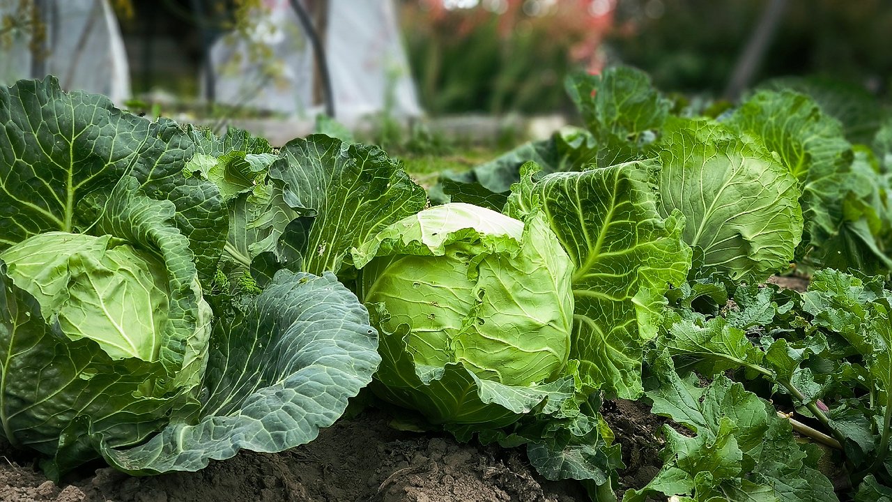 Главная картинка новости: Всего 5 ложек на 10 литров - и опрыскала капусту в июле: белокрылка в муках покинула грядки — целые здоровые кочаны к концу сезона