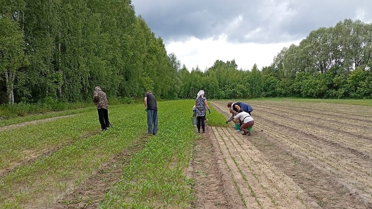 Главная картинка новости: В Чувашии усилили работы по восстановлению зелёных территорий