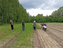 В Чувашии усилили работы по восстановлению зелёных территорий