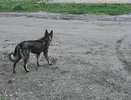 Прокуратура Чувашии требует компенсацию за укус ребенка